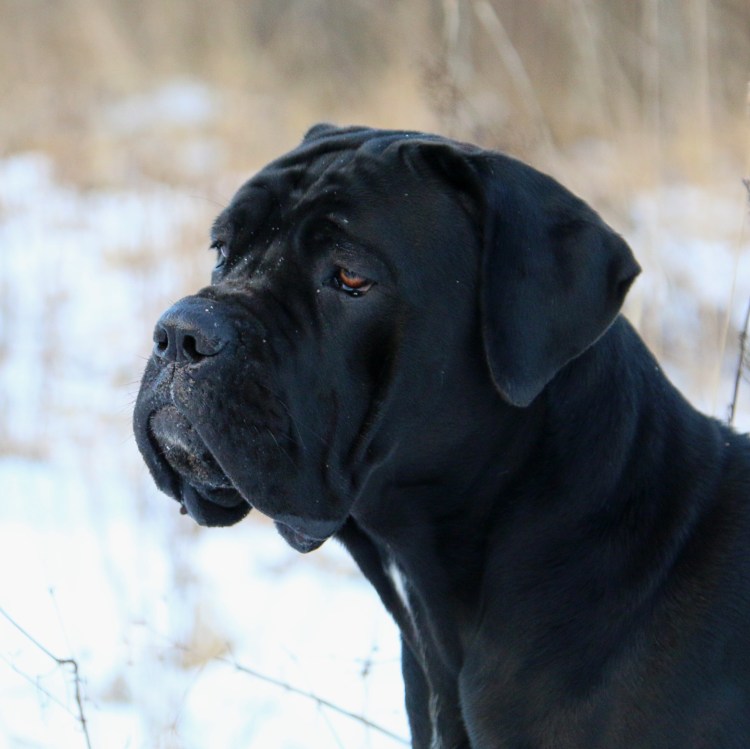 Кане Корсо и Эвок