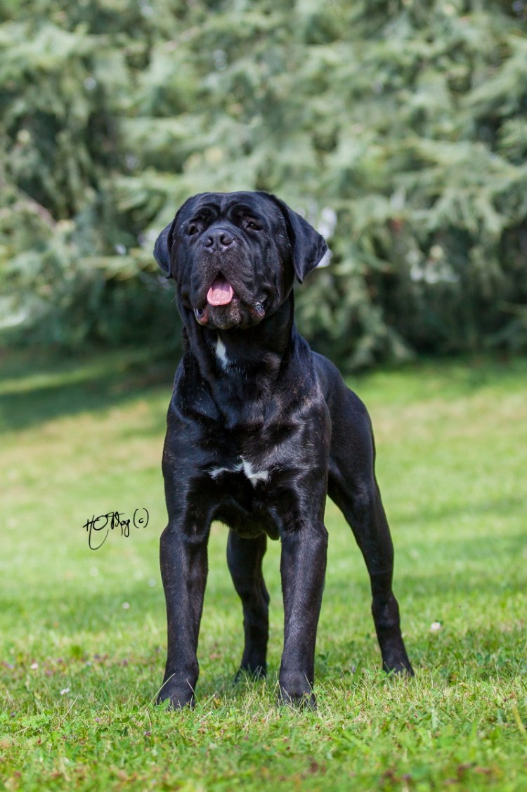 Кане Корсо не купировый