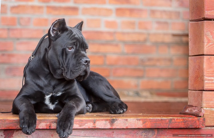 Кане Корсо накаченный купированный