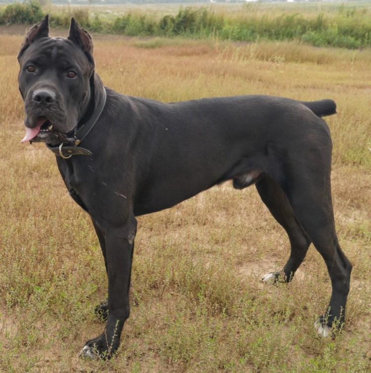 Купированный хвост Кане Корсо