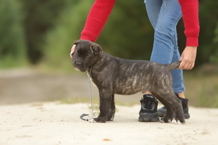 Собаки дымчатого окраса
