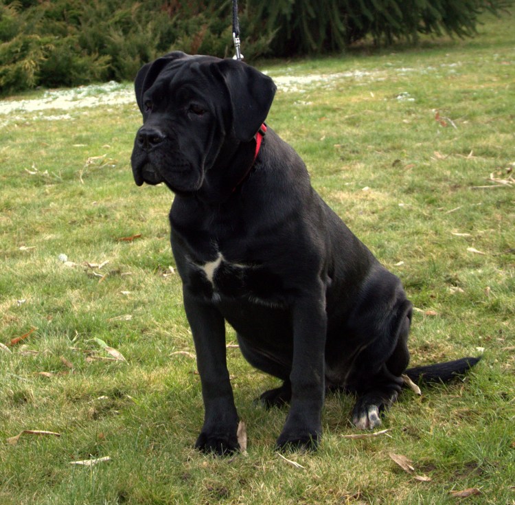 Кане Корсо некупированный