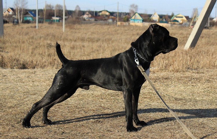 Кане Корсо черный некупированный