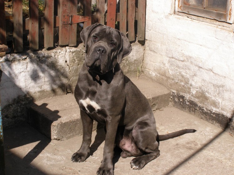 Кане Корсо некупированный кобель