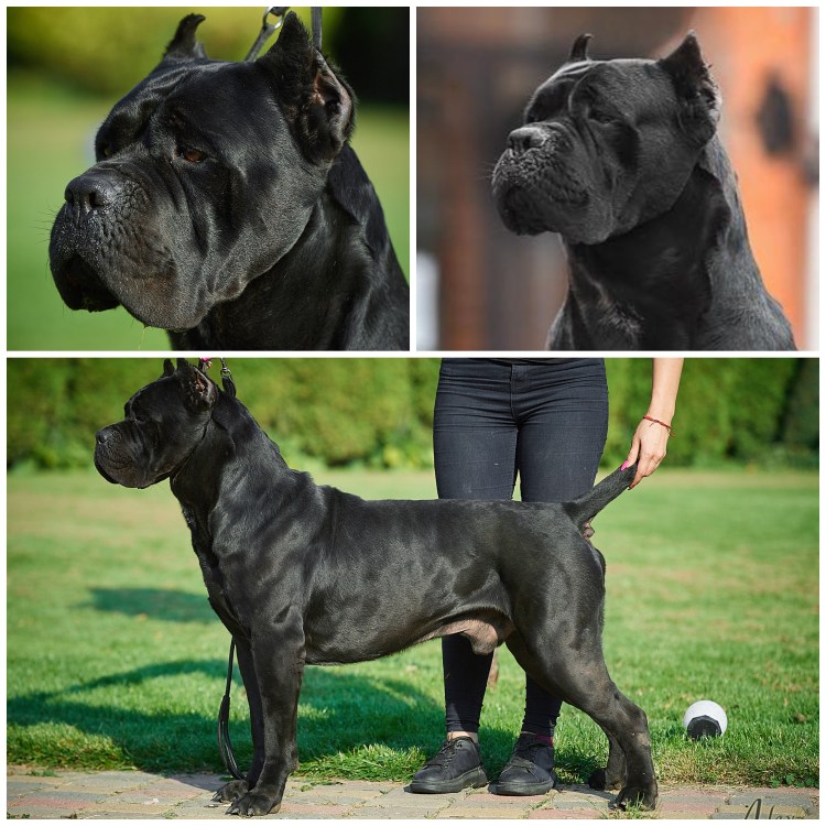 Кане Корсо некупированный