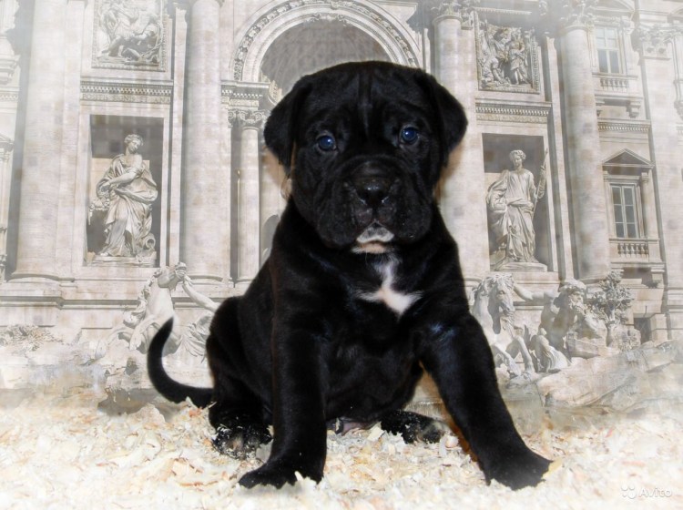 Черный Кане Корсо с ушами