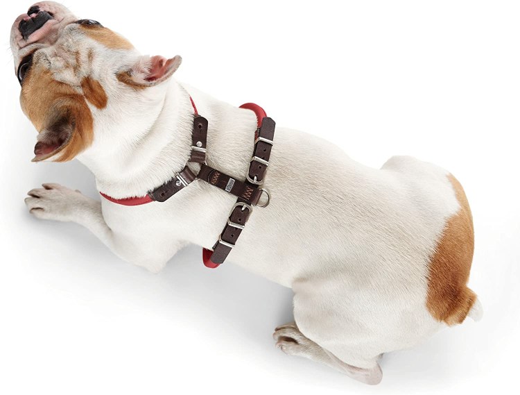 Шлейка для собак Coralpina