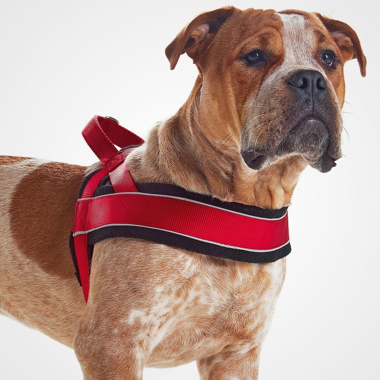 Бульдог сумасшедшие картинка