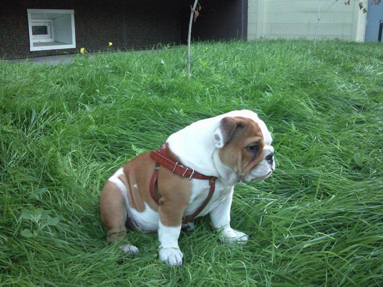 Шлейка для щенка английского бульдога