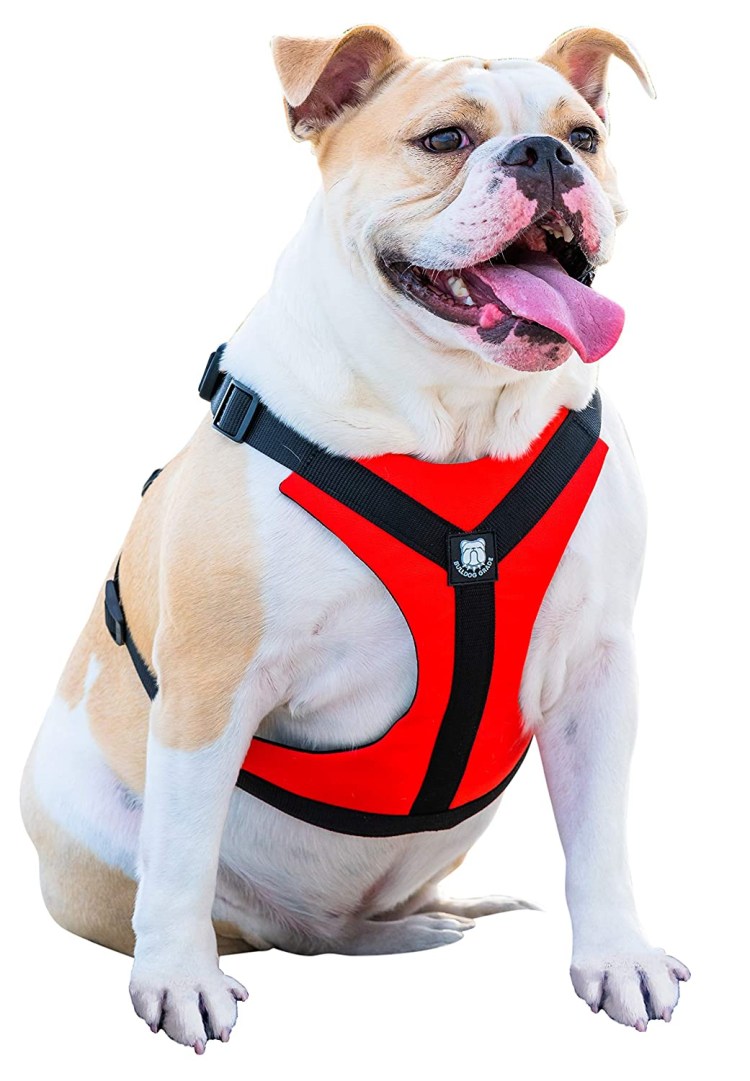 Французский бульдог на скейтборде