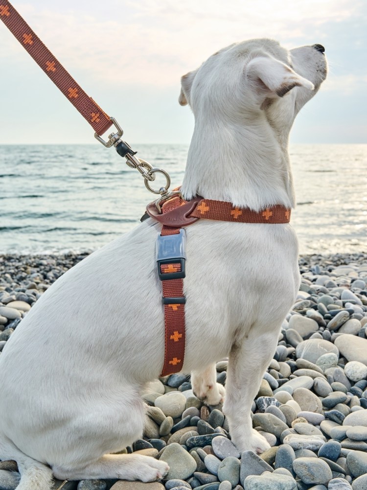 Шлейка waudog nylon лето