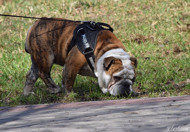 Стандарт английского бульдога