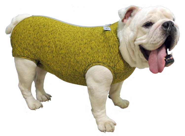 Английский бульдог и кошка