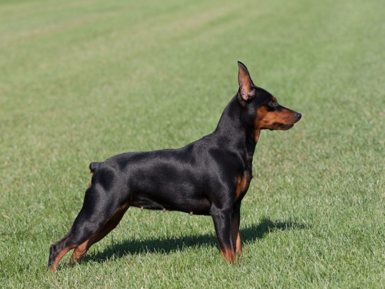 Карликовый пинчер