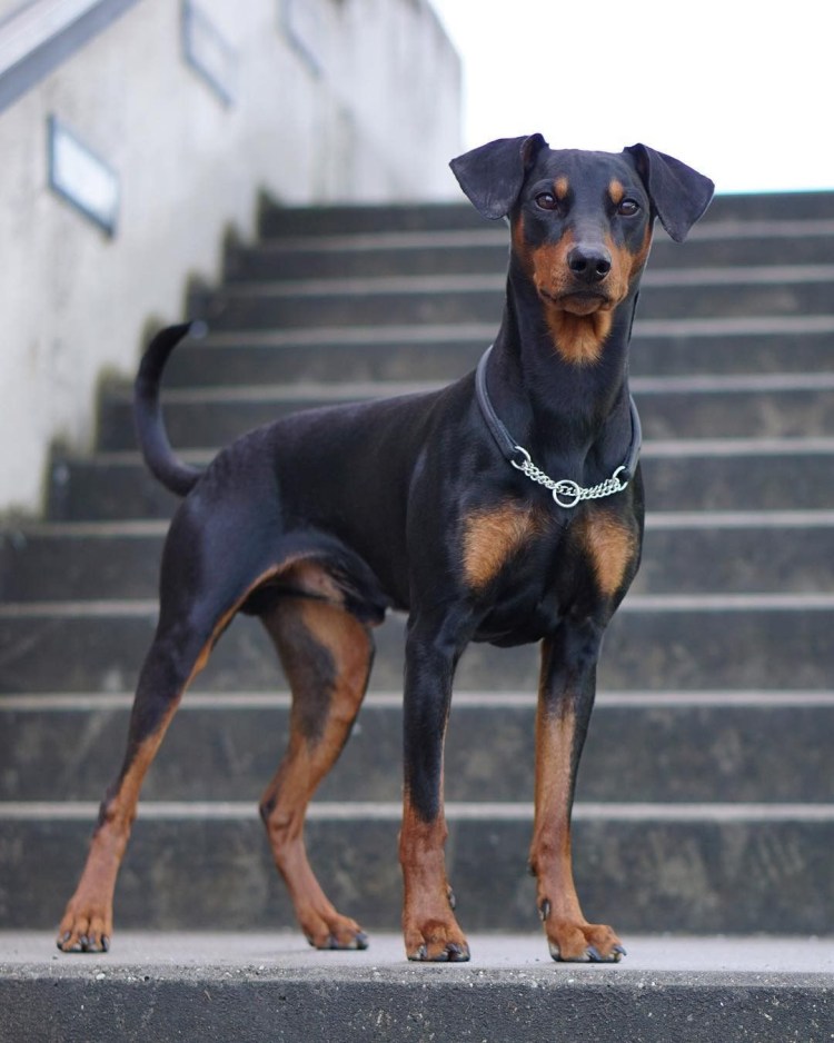 Пинчер терьер карликовый