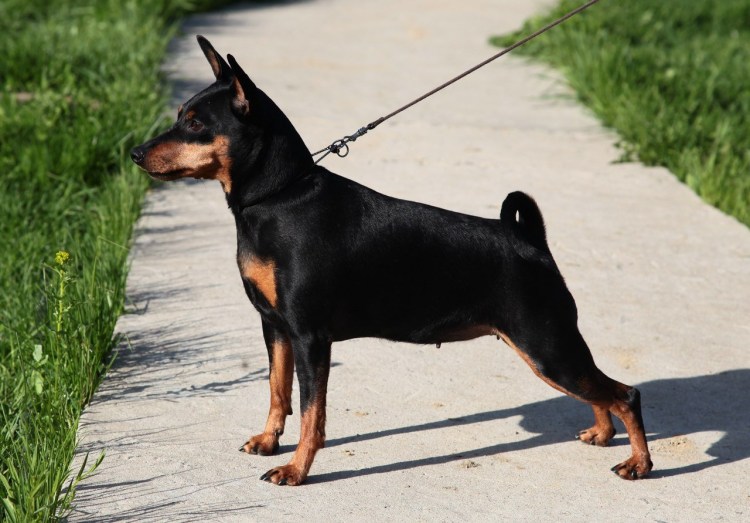 Японский пинчер