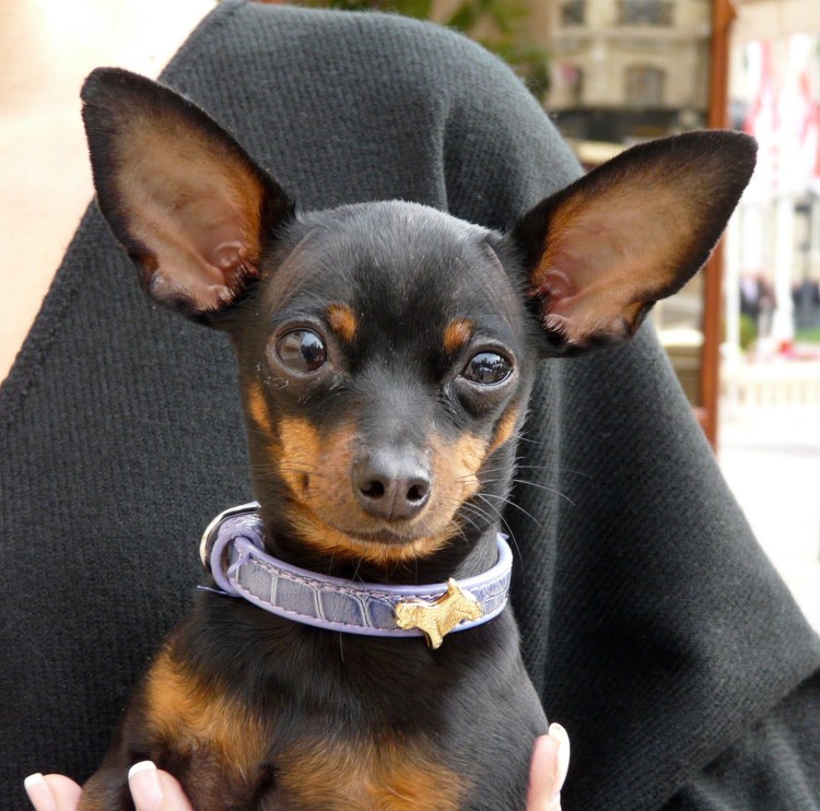 Мини Доберман-пинчер