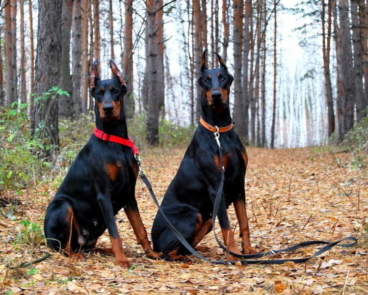 Доберман с короткими лапами