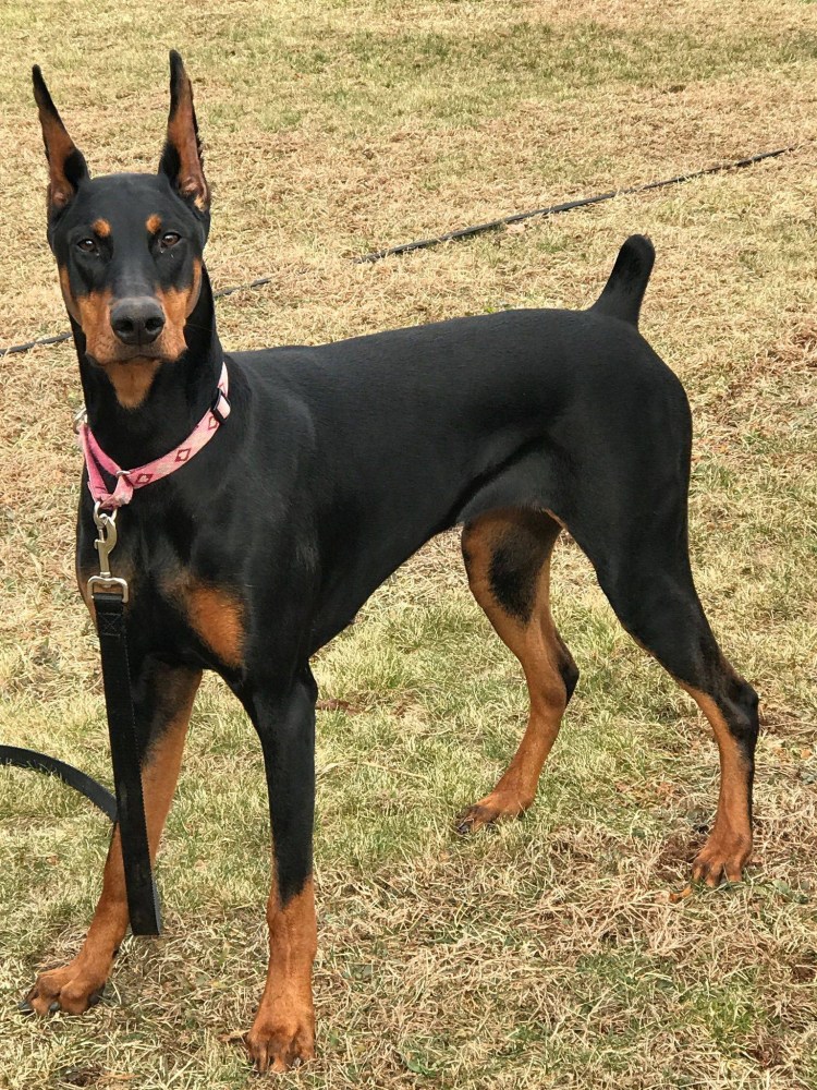 Мини Доберман-пинчер