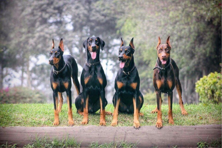 Мини Доберман-пинчер