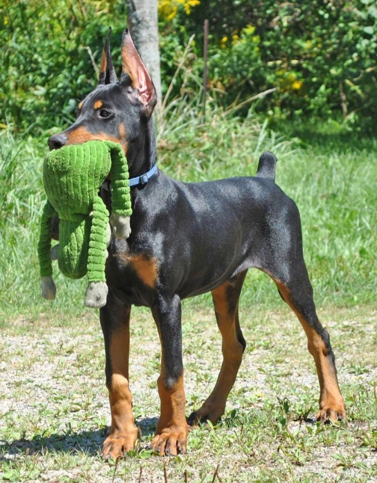 Породы собак гончая Доберман и похожие с фотографиями