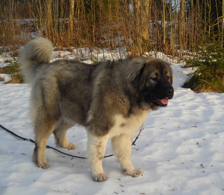 Помесь хаски и алабая