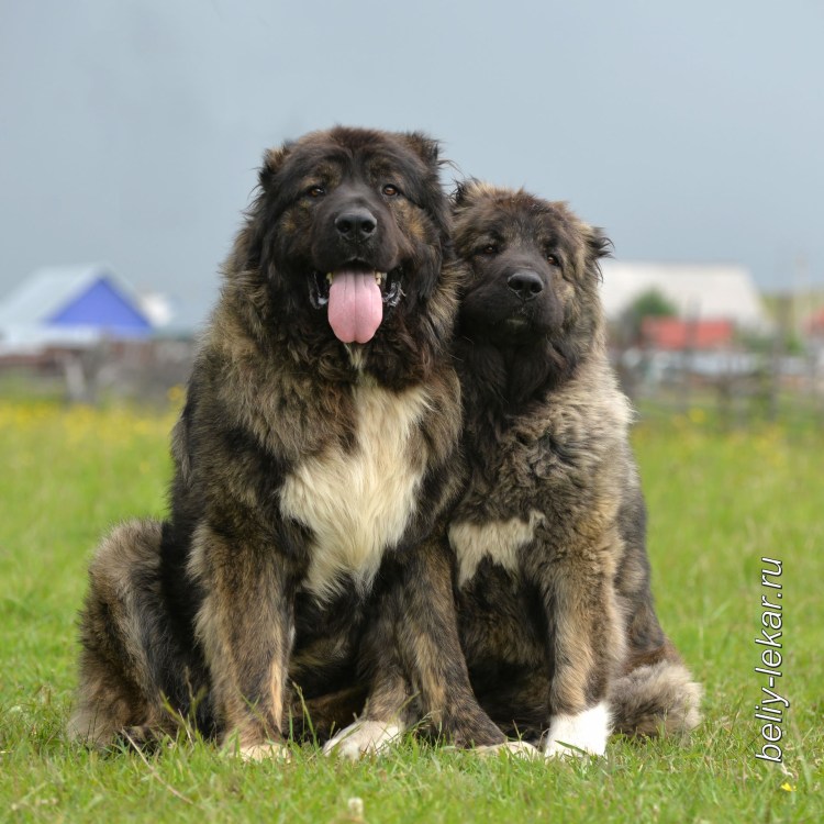 Кангал и Кавказская овчарка