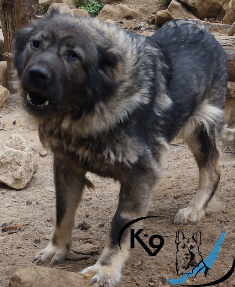 Смесь кавказской овчарки и дворняги