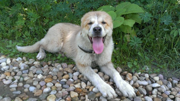 Смесь кавказской овчарки и дворняги