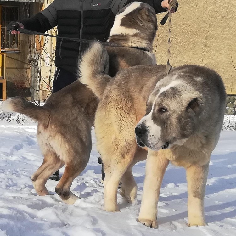 Алабай и Кавказская овчарка
