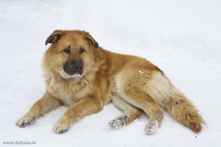 Волкодав кавказский алабай