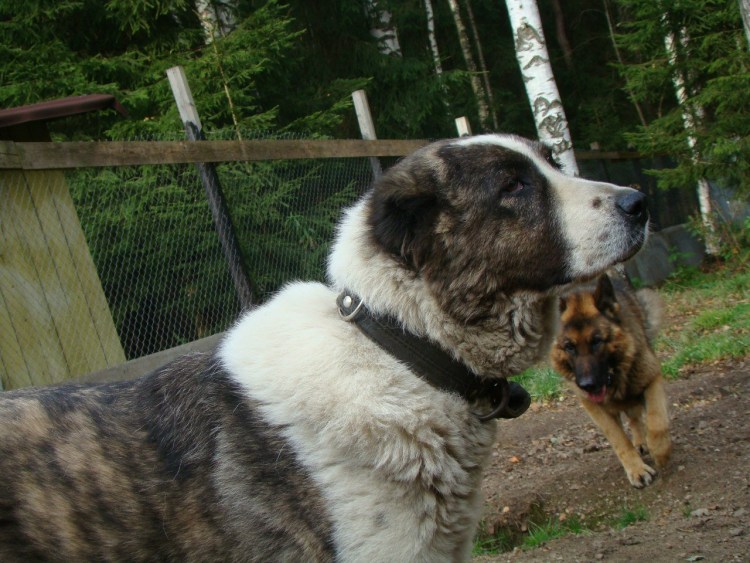 Помесь алабая