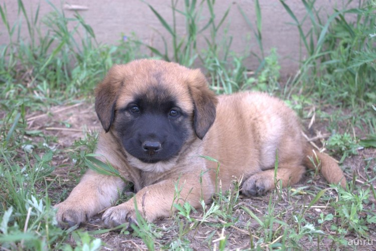 Метис алабай и кавказец