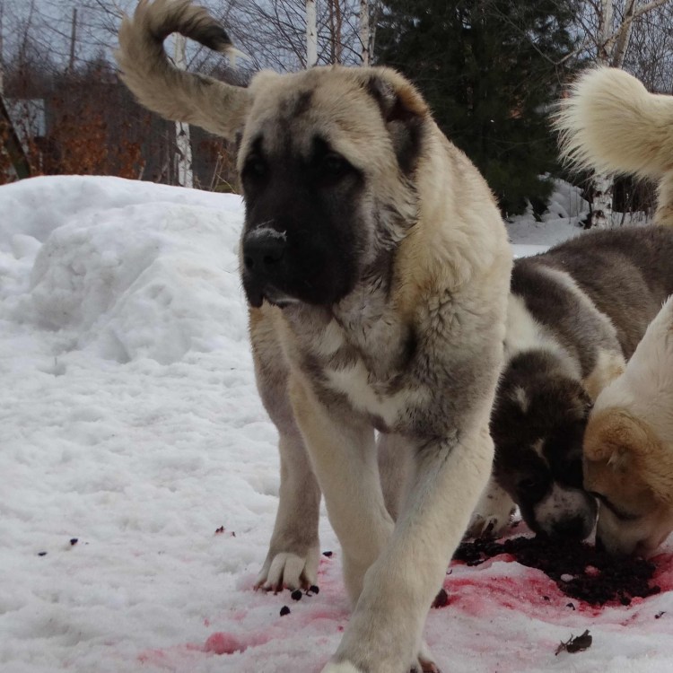 Алабай туркменский волкодав