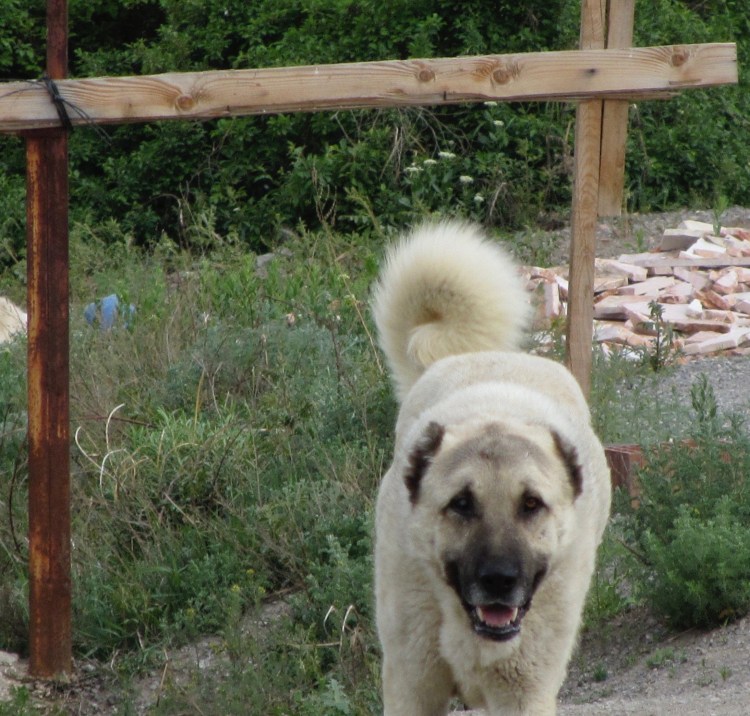 Кавказская овчарка Барон