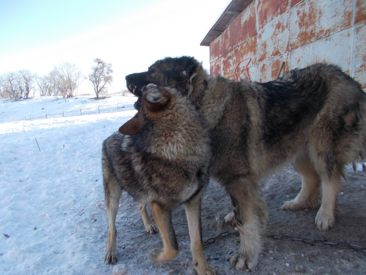 Среднеазиатская овчарка метис