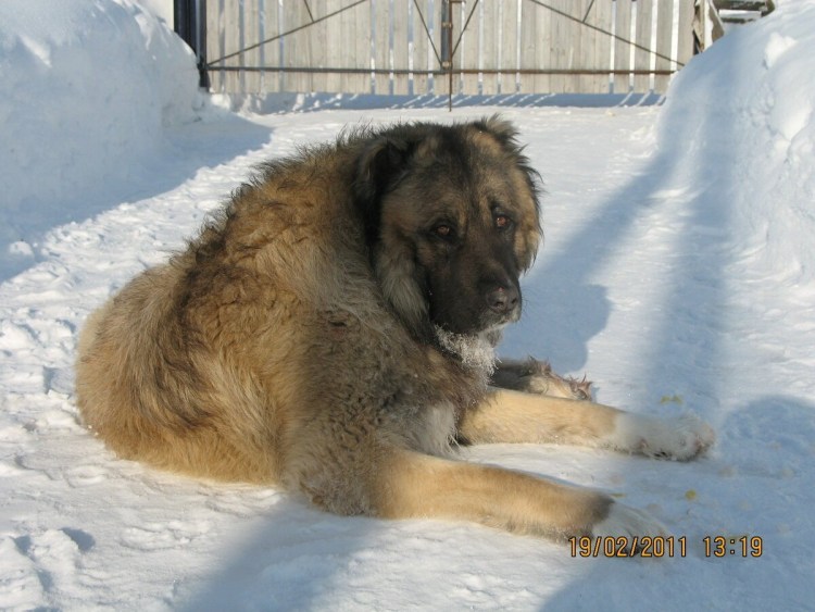 Московская сторожевая смесь с овчаркой