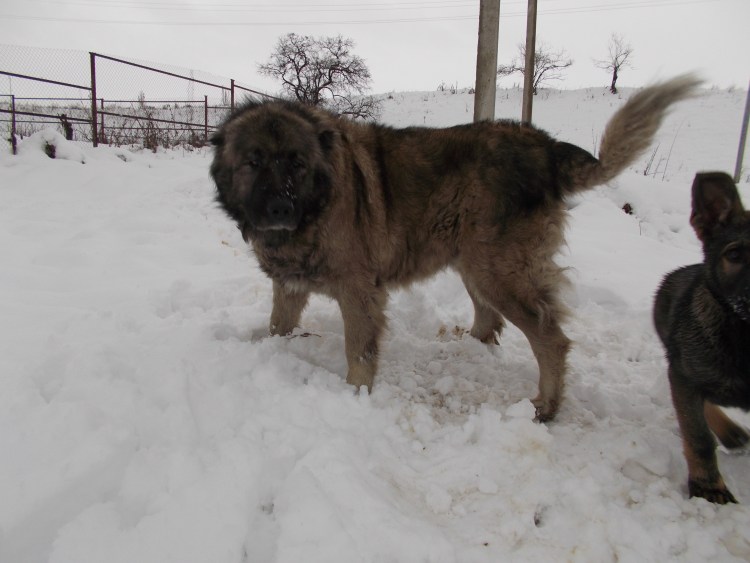 Метис алабая щенок