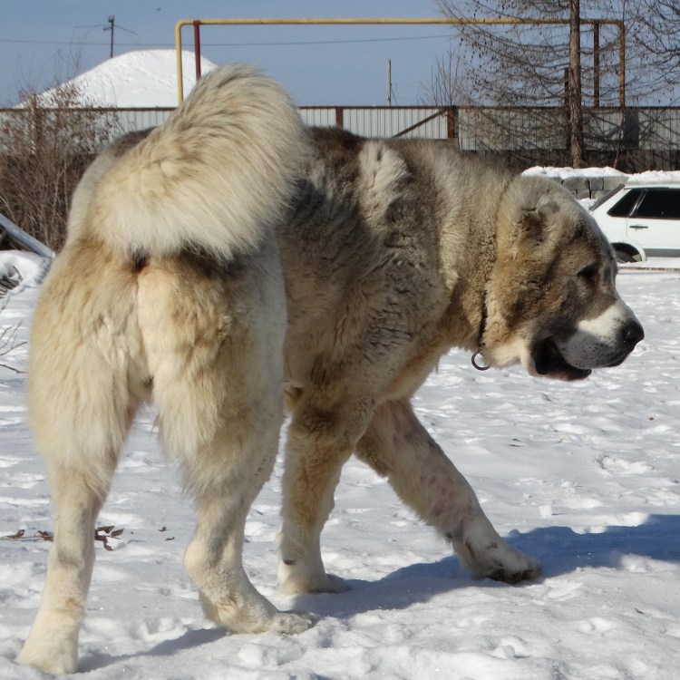 Помесь алабая с кавказской