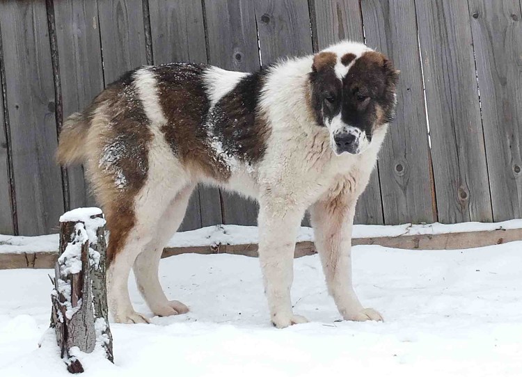 Алабай помесь с овчаркой