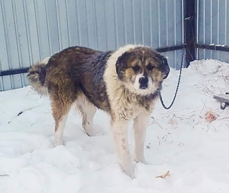 Северный кавказец фото