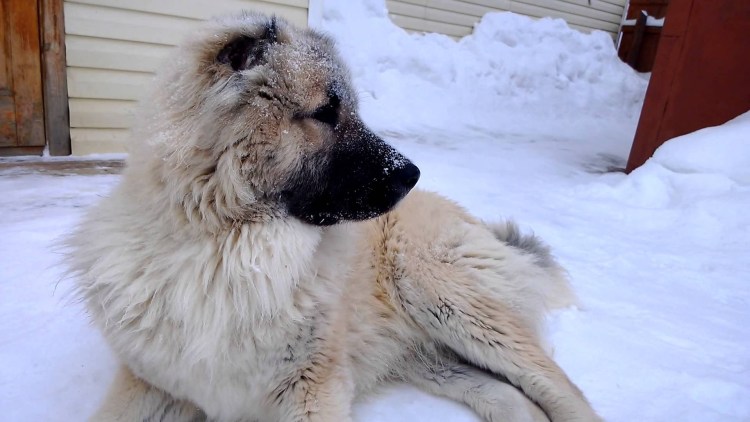 Туркменский волкодав кангал