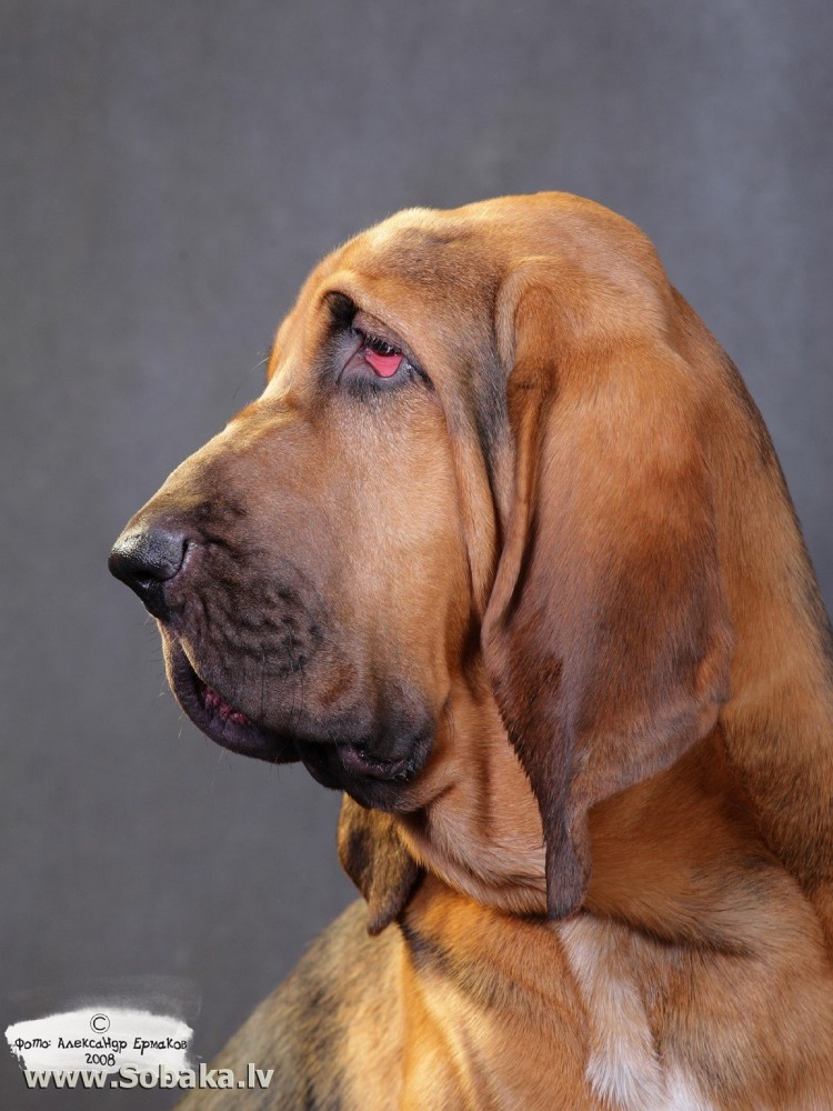 Порода собак шарпей