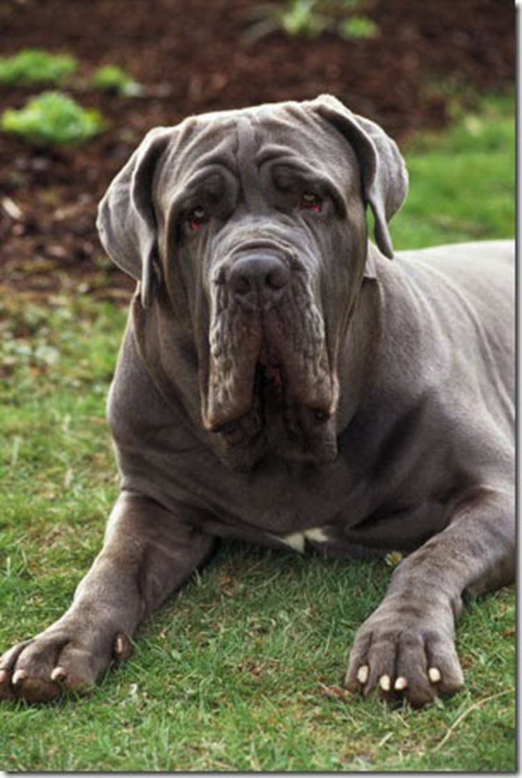 Мастиф шарпей