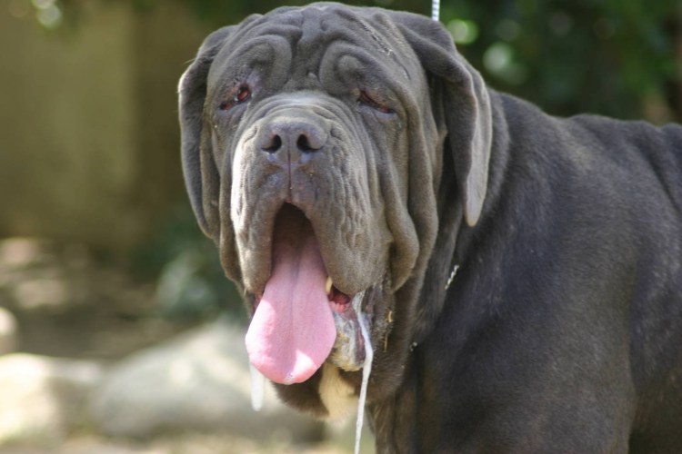 Хаунд Бассет хаунд