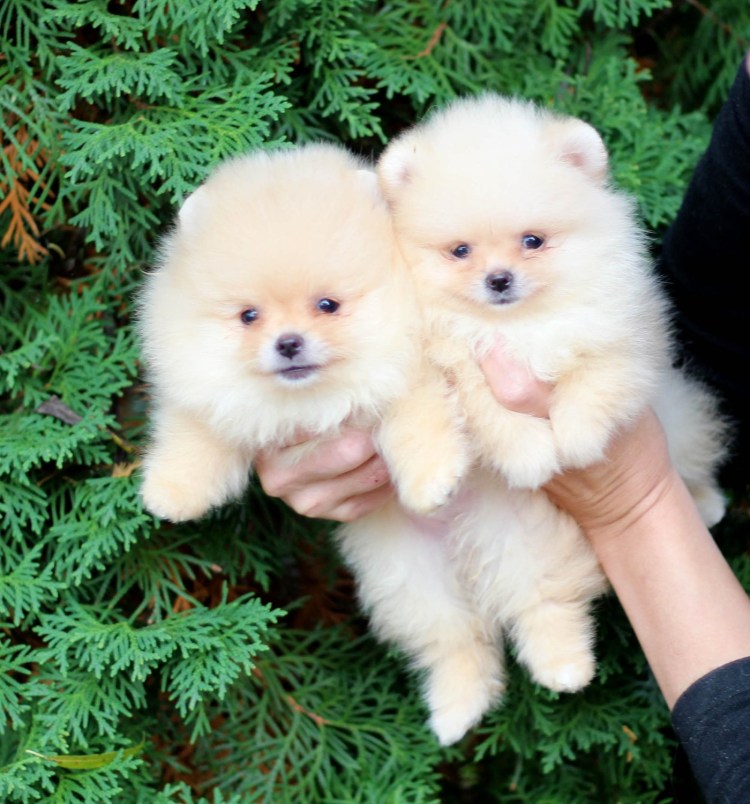 Оранж микро шпиц