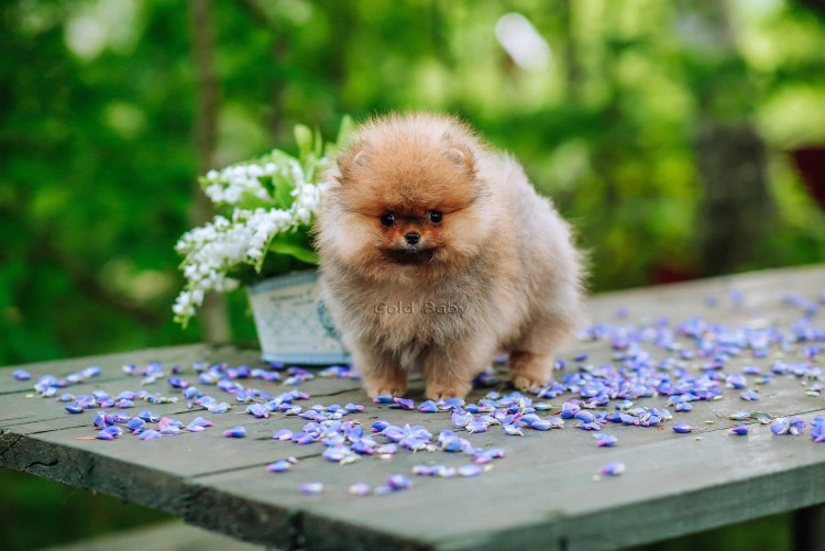 Померанский карманный микро шпиц