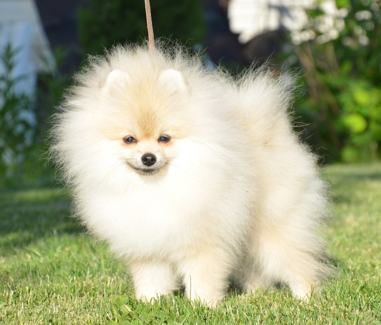 Померанский шпиц Teacup Dog