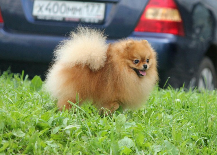 Микро померанский шпиц