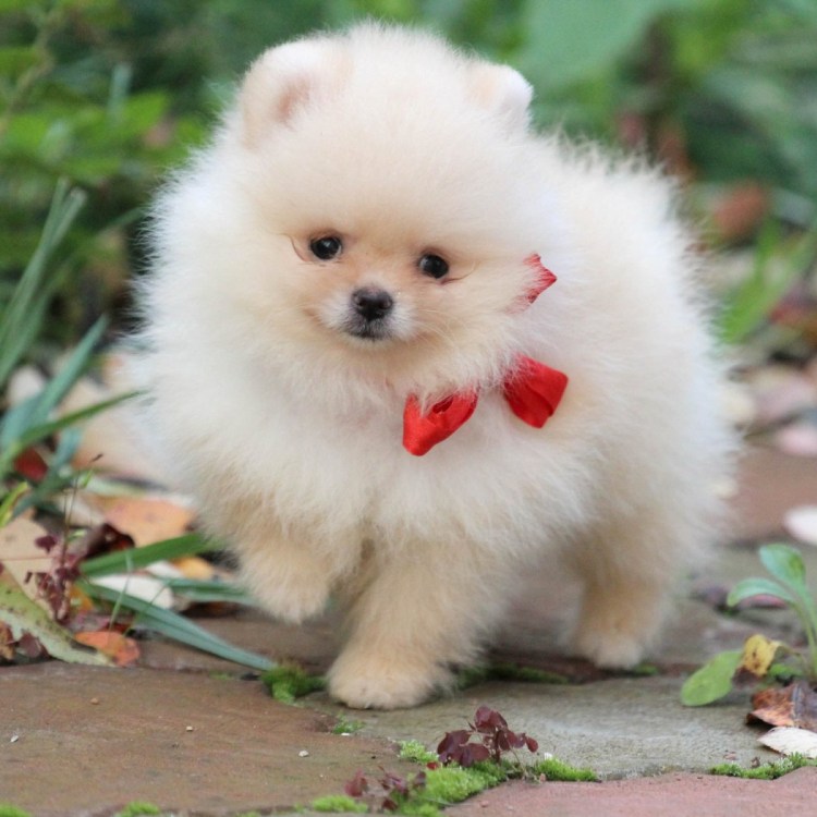 Микро померанский шпиц белый
